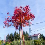 Ambrovník styraxový (Liquidambar styraciflua) - výška 250-260 cm, kont. C45L - TVAROVANÁ STRECHA