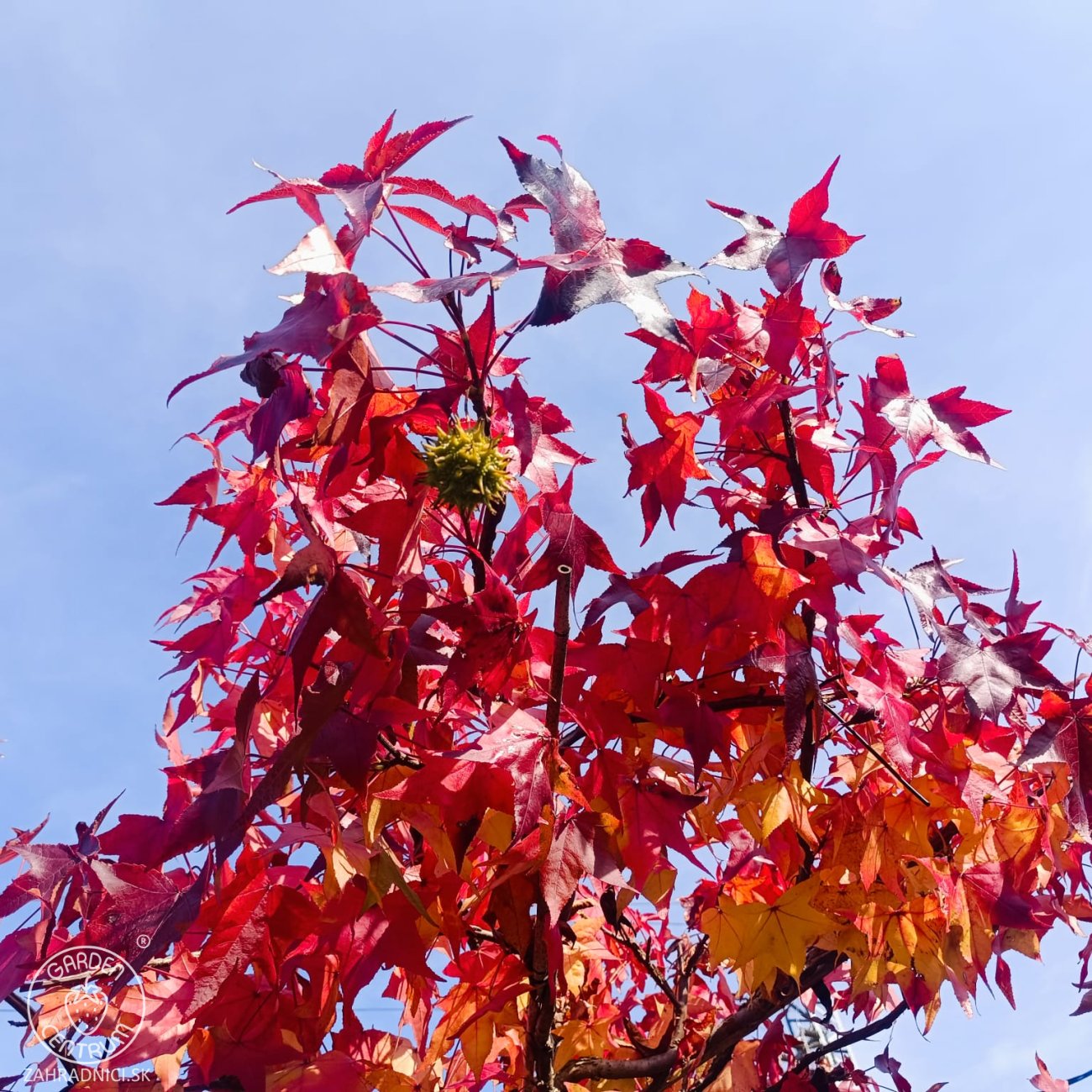 Obrázok Ambrovník styraxový (Liquidambar styraciflua) - výška 250-260 cm, kont. C45L - TVAROVANÁ STRECHA