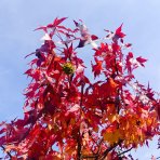 Ambrovník styraxový (Liquidambar styraciflua) - výška 250-260 cm, kont. C45L - TVAROVANÁ STRECHA