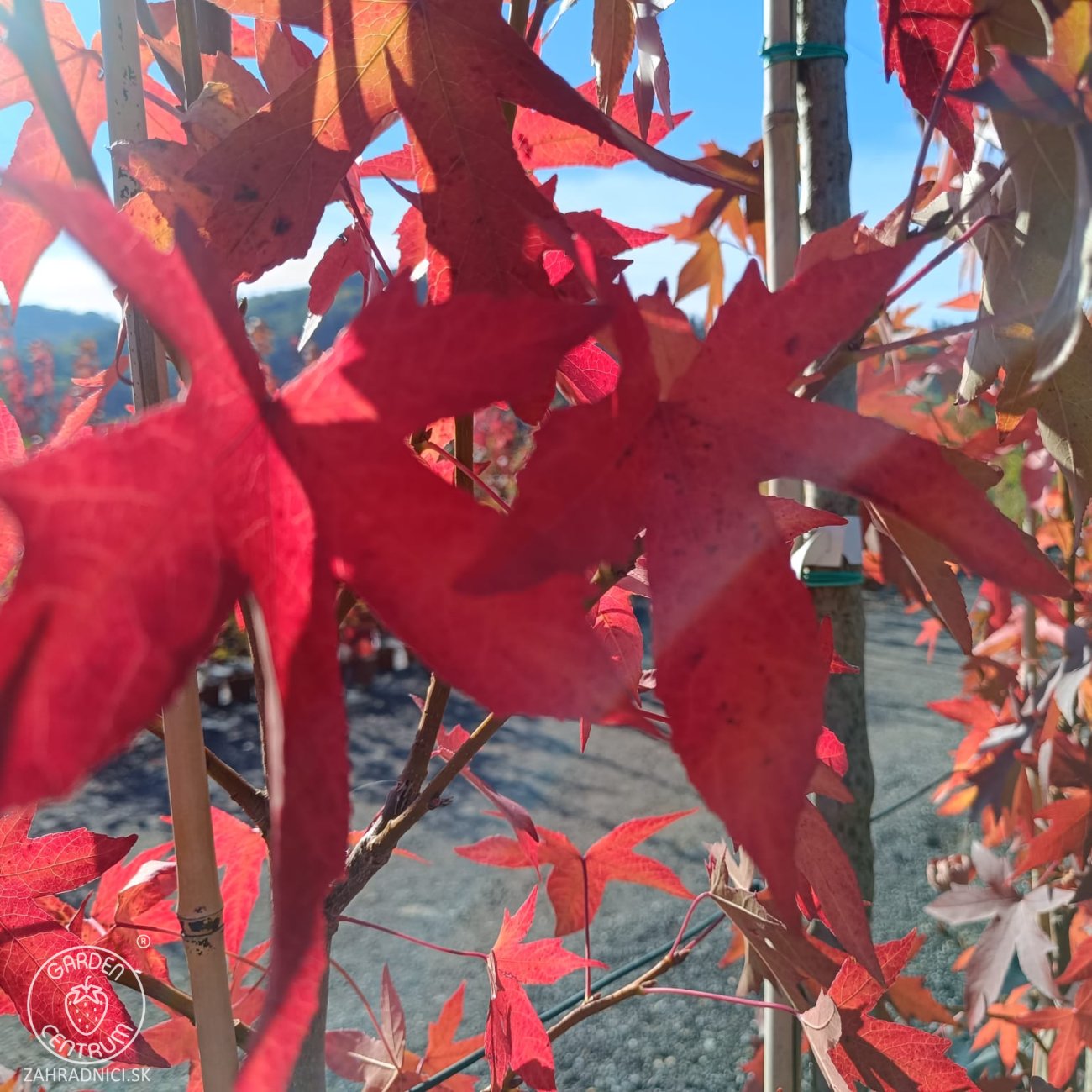 Obrázok Ambrovník styraxový (Liquidambar styraciflua) - výška 250-260 cm, kont. C45L - TVAROVANÁ STRECHA