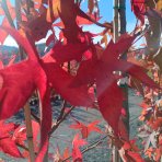 Ambrovník styraxový (Liquidambar styraciflua) - výška 250-260 cm, kont. C45L - TVAROVANÁ STRECHA