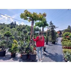 Ambrovník styraxový (Liquidambar styraciflua)  - výška 250-260 cm, kont. C45L - TVAROVANÁ STRECHA