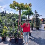 Ambrovník styraxový (Liquidambar styraciflua)  - výška 250-260 cm, kont. C45L - TVAROVANÁ STRECHA