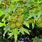 Ambrovník styraxový (Liquidambar Styraciflua) - STRECHA - výška 230 cm, kont. C55L 