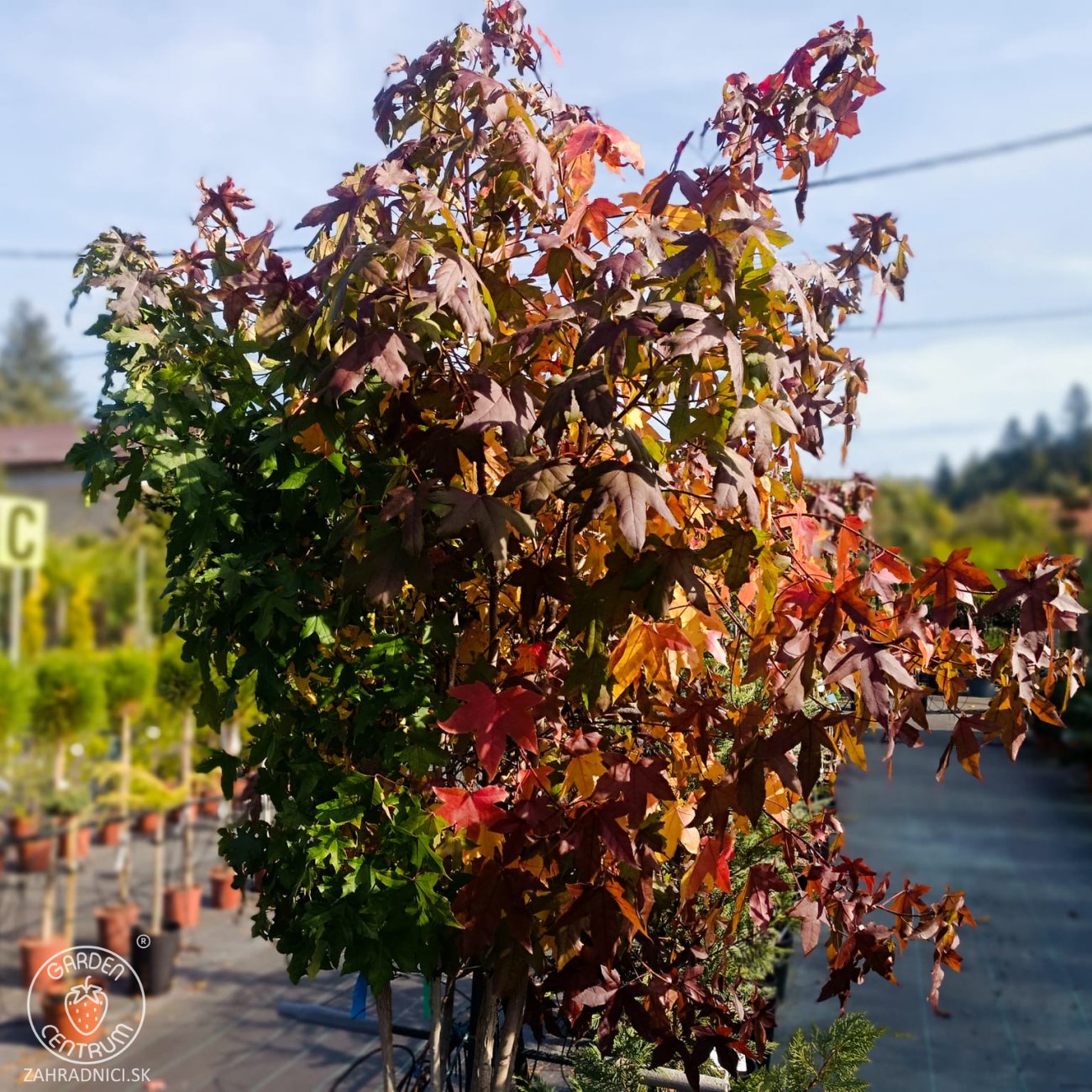 Obrázok Ambrovník styraxový (Liquidambar styraciflua) - výška 180-200 cm, kont. C45L - VIACKMENNÝ S DRÔTOM