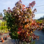 Ambrovník styraxový (Liquidambar styraciflua) - výška 180-200 cm, kont. C45L - VIACKMENNÝ S DRÔTOM