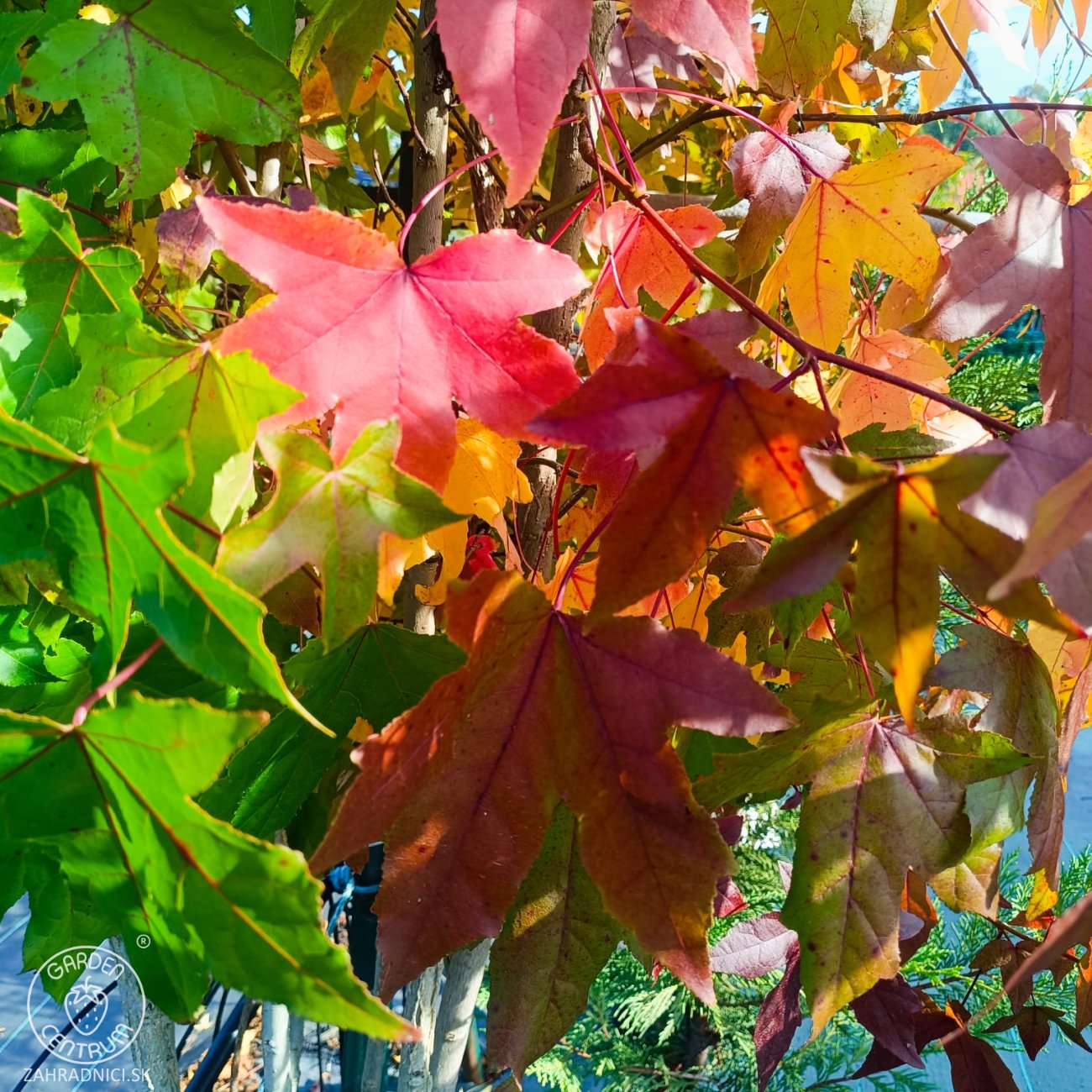Obrázok Ambrovník styraxový (Liquidambar styraciflua) - výška 180-200 cm, kont. C45L - VIACKMENNÝ S DRÔTOM