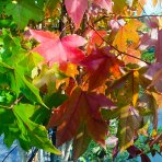Ambrovník styraxový (Liquidambar styraciflua) - výška 180-200 cm, kont. C45L - VIACKMENNÝ S DRÔTOM