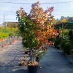 Ambrovník styraxový (Liquidambar styraciflua) - výška 180-200 cm, kont. C45L - VIACKMENNÝ S DRÔTOM