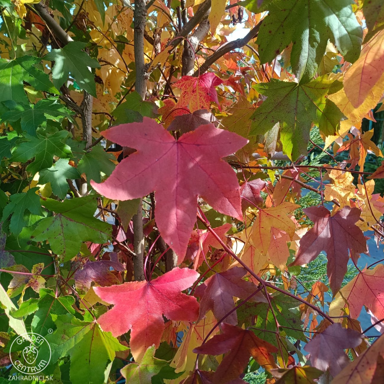 Obrázok Ambrovník styraxový (Liquidambar styraciflua) - výška 180-200 cm, kont. C45L - VIACKMENNÝ S DRÔTOM