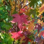 Ambrovník styraxový (Liquidambar styraciflua) - výška 180-200 cm, kont. C45L - VIACKMENNÝ S DRÔTOM