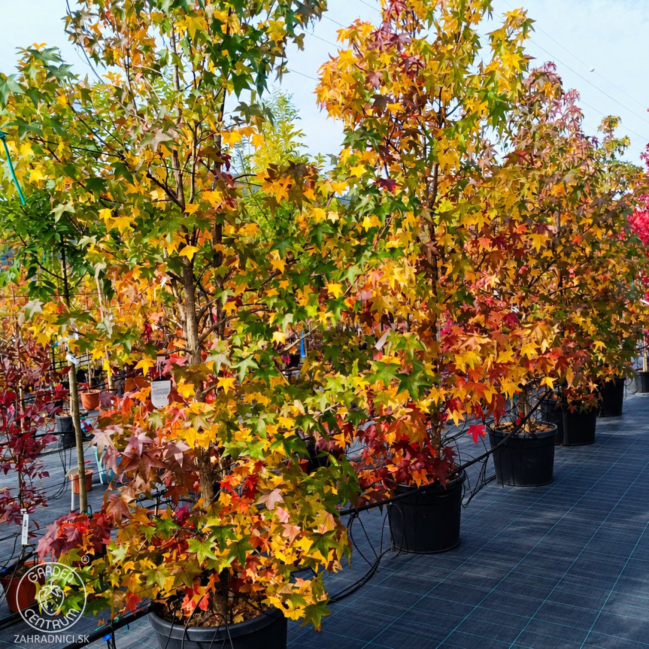 Obrázok Ambrovník styraxový (Liquidambar styraciflua) - výška 280-300 cm, kont. C70L - VIACKMENNÝ
