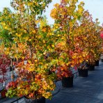 Ambrovník styraxový (Liquidambar styraciflua) - výška 280-300 cm, kont. C70L - VIACKMENNÝ