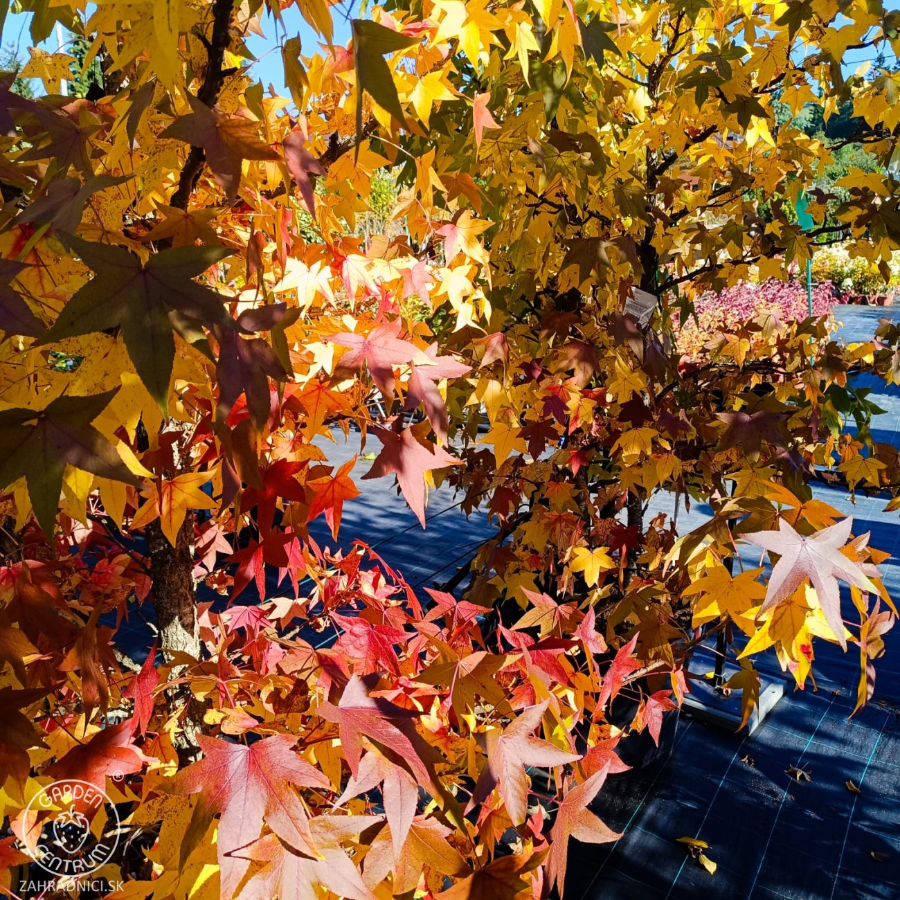 Obrázok Ambrovník styraxový (Liquidambar styraciflua) - výška 280-300 cm, kont. C70L - VIACKMENNÝ