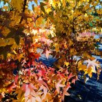 Ambrovník styraxový (Liquidambar styraciflua) - výška 280-300 cm, kont. C70L - VIACKMENNÝ