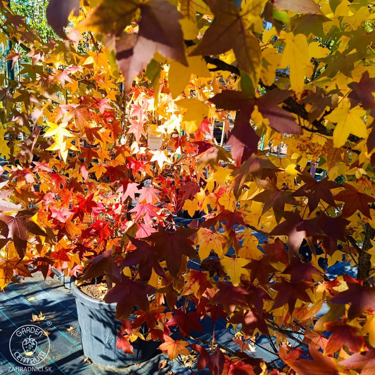 Obrázok Ambrovník styraxový (Liquidambar styraciflua) - výška 280-300 cm, kont. C70L - VIACKMENNÝ