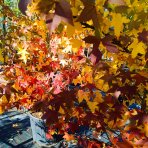 Ambrovník styraxový (Liquidambar styraciflua) - výška 280-300 cm, kont. C70L - VIACKMENNÝ