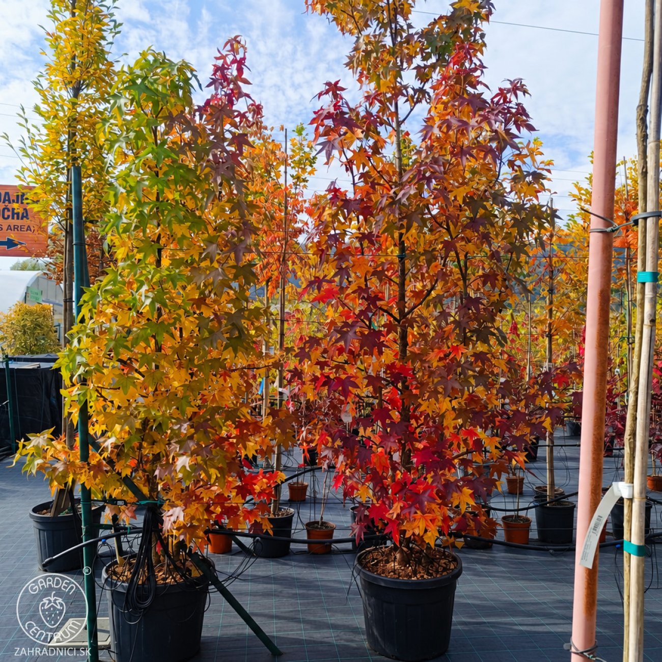 Obrázok Ambrovník styraxový (Liquidambar styraciflua) - výška 280-300 cm, kont. C70L - VIACKMENNÝ