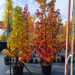 Ambrovník styraxový (Liquidambar styraciflua) - výška 280-300 cm, kont. C70L - VIACKMENNÝ