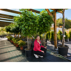 Ambrovník styraxový (Liquidambar styraciflua) - výška 180-200 cm, kont. C45L - VIACKMENNÝ S DRÔTOM 