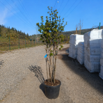 Ambrovník styraxový (Liquidambar styraciflua) - výška 180-200 cm, kont. C45L - VIACKMENNÝ S DRÔTOM 