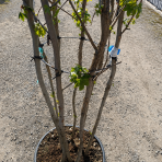 Ambrovník styraxový (Liquidambar styraciflua) - výška 180-200 cm, kont. C45L - VIACKMENNÝ S DRÔTOM 