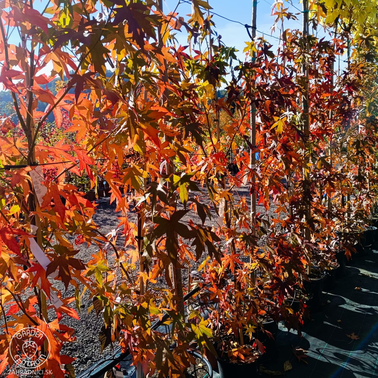 Obrázok Ambrovník styraxový (Liquidambar styraciflua) ´WORPLESDON´ - výška 120-150 cm, kont. C12L