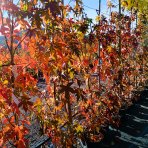 Ambrovník styraxový (Liquidambar styraciflua) ´WORPLESDON´ - výška 120-150 cm, kont. C12L