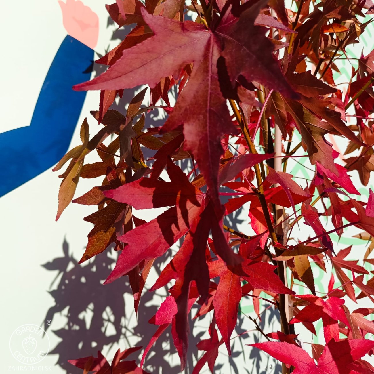 Obrázok Ambrovník styraxový (Liquidambar styraciflua) ´WORPLESDON´ - výška 120-150 cm, kont. C12L