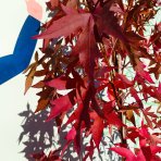 Ambrovník styraxový (Liquidambar styraciflua) ´WORPLESDON´ - výška 120-150 cm, kont. C12L