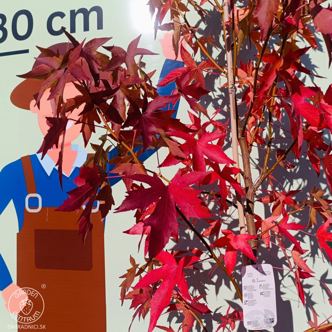 Obrázok Ambrovník styraxový (Liquidambar styraciflua) ´WORPLESDON´ - výška 120-150 cm, kont. C12L