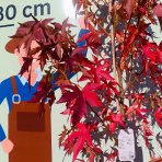 Ambrovník styraxový (Liquidambar styraciflua) ´WORPLESDON´ - výška 120-150 cm, kont. C12L