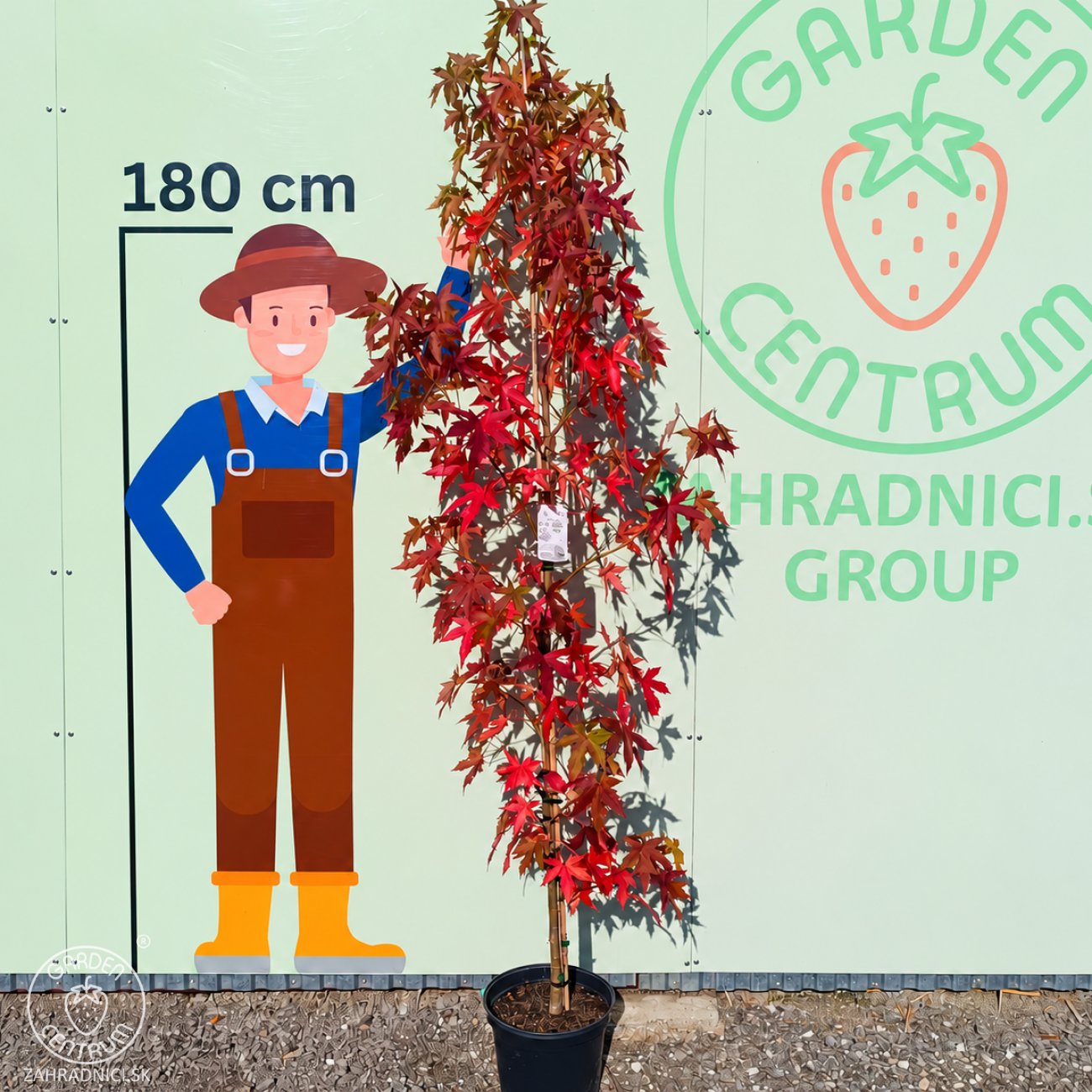 Obrázok Ambrovník styraxový (Liquidambar styraciflua) ´WORPLESDON´ - výška 120-150 cm, kont. C12L