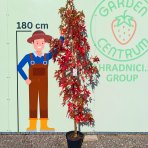 Ambrovník styraxový (Liquidambar styraciflua) ´WORPLESDON´ - výška 120-150 cm, kont. C12L