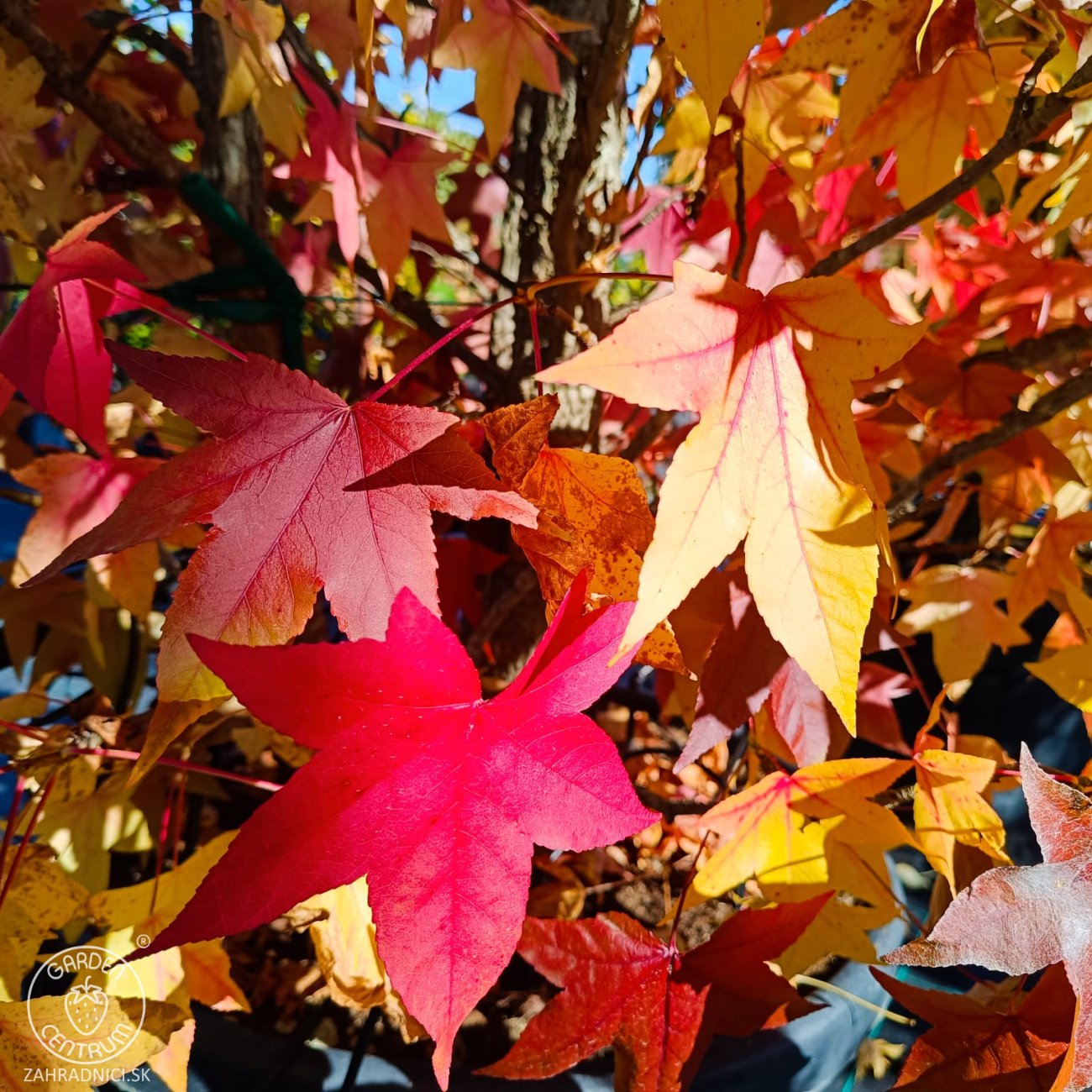 Obrázok Ambrovník styraxový (Liquidambar styraciflua) ´WORPLESDON´ - výška 120-150 cm, kont. C12L