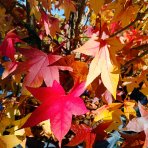Ambrovník styraxový (Liquidambar styraciflua) ´WORPLESDON´ - výška 120-150 cm, kont. C12L