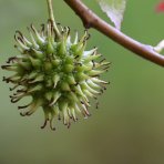 Ambrovník styraxový (Liquidambar styraciflua) ´WORPLESDON´ - výška 120-150 cm, kont. C12L