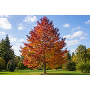 Ambrovník styraxový (Liquidambar styraciflua) ´WORPLESDON´ - výška 120-150 cm, kont. C12L