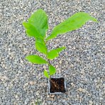 Muchovník kanadský (Amelanchier canadensis) ‘PRINCE WILLIAM’ – výška 40-50 cm, kont. P11