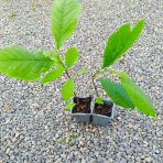 Muchovník kanadský (Amelanchier canadensis) ‘PRINCE WILLIAM’ – výška 40-50 cm, kont. P11