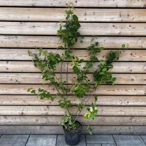 Muchovník kanadský (Amelanchier canadensis) ´LAMARCKII´ – výška 130-150 cm, kont. C7L - viackmenný