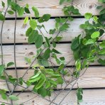 Muchovník kanadský (Amelanchier canadensis) ´LAMARCKII´ - výška 120-150 cm, kont. C9L - viackmenný