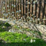 Muchovník jelšolistý (Amelanchier alnifolia) ´MARTIN´ výška: 40-60 cm, kont. C1L