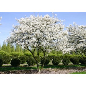 Muchovník kanadský (Amelanchier canadensis) ´LAMARCKII´ - výška 120-150 cm, kont. C9L - viackmenný