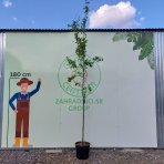 Muchovník kanadský (Amelanchier canadensis) ´LAMARCKII´ - výška 240-280 cm, obvod kmeňa 6/8 cm, kont. C25L - NA KMIENKU