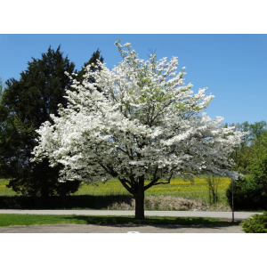Muchovník kanadský (Amelanchier canadensis) ´LAMARCKII´ - výška 280-300 cm, obvod kmeňa 6/8 cm, kont. C18L - NA KMIENKU