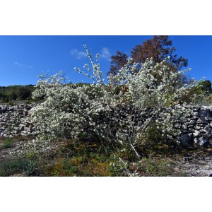 Muchovník kanadský (Amelanchier canadensis) ´LAMARCKII´ - výška 140-160 cm, kont. C25L - VIACKMENNÝ