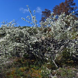 Muchovník kanadský (Amelanchier canadensis) ´LAMARCKII´ výška: 130-160 cm, kont. C9L - VIACKMENNÝ