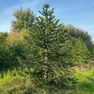 Araukária andská (Araucaria araucana) Blahočet čilský - výška 15-25 cm, kont. C1,5L (-18°C)