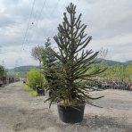 Araukária andská (Araucaria araucana) ´IMBRICATA´- výška 220-240 cm; kont. C140L (-15°C)